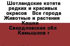 Шотландские котята редких и красивых  окрасов - Все города Животные и растения » Кошки   . Свердловская обл.,Камышлов г.